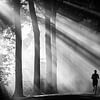 Laufen durch die Sonnenstrahlen auf dem Landgut Amelisweerd von Arthur Puls Photography