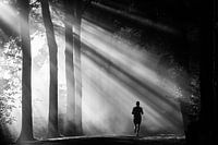 Running through the sun's rays on the Amelisweerd estate