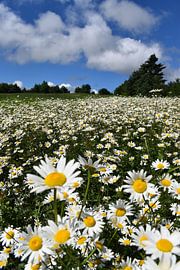 Eine Fläche mit blühenden Gänseblümchen von Claude Laprise