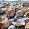 Muscheln am Strand von ARTemberaubend