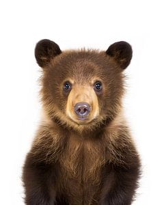 Baby-Braunbär