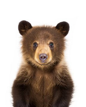 Bébé ours brun sur Christian Müringer