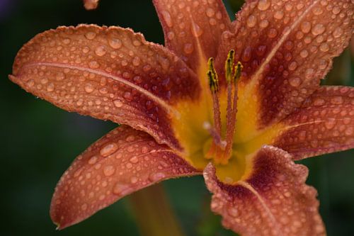 Een dagleliebloem in de tuin