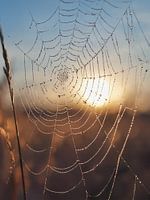 Spinnenweb in het ochtendlicht , Spinnenweb in het ochtendlicht, spinnen's web in het ochtendlicht