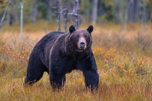 Braunbär in Finnland schaut in die Kamera