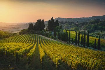 Vineyards at sunset in Maremma. Tuscany by Stefano Orazzini