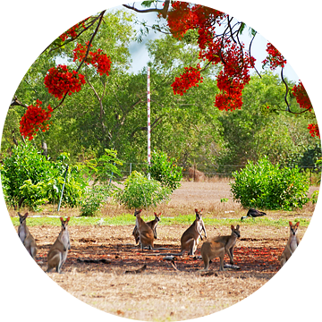 Wallabies in Australie, Noordelijk Territorium van Liefde voor Reizen