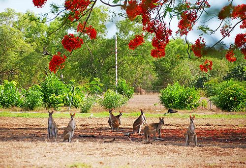Wallabys in Australien, Nordterritorium