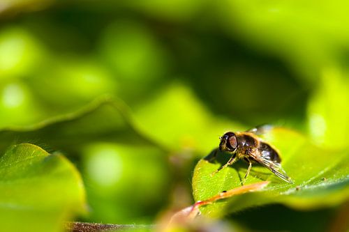 Kleine vlieg aan het zonnen.