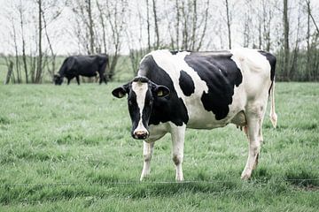 Staande koe in Nederlandse wei van Femke Steigstra