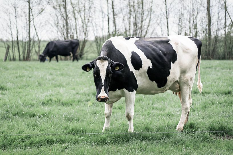 Vache debout dans un pâturage néerlandais par Femke Steigstra