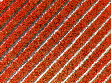 Tulipes rouges poussant dans des champs agricoles, vues d'en haut. sur Sjoerd van der Wal Photographie
