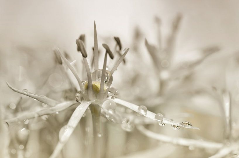 Drop of water by Violetta Honkisz