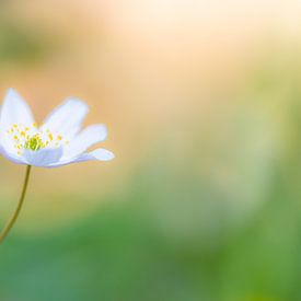 Wood anemone by Bert Kok