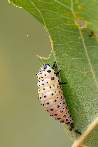 Larve van grote populierenhaan