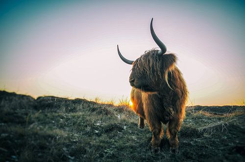 Scottish Highlander by Stefan Witte