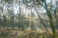 Sonnenstrahlen im Wald - Wolfheze, Niederlande