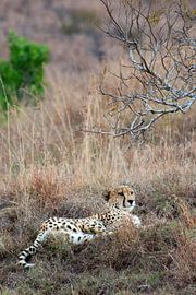 Gepard im Gras von Eric van Duijn