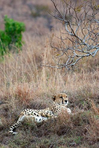 Guépard dans l'herbe