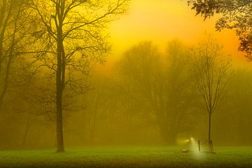 Mysterieuze mist in het bos van Marcel Kieffer