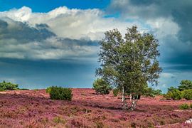 Plantes de bruyère en fleurs dans un paysage de bruyère en été sur Sjoerd van der Wal Photographie