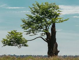 Nature around Eindhoven 2025 by www.Focus040.nl