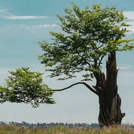 Nature around Eindhoven 2025 by www.Focus040.nl