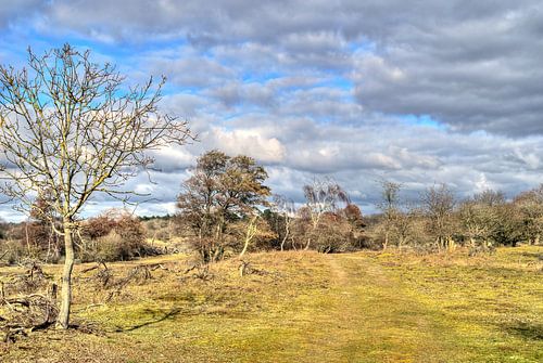 Winter Amsterdamse Waterleidingduinen