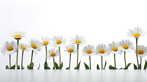 Daisies in a row