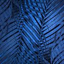 TROPICAL NEBULAS BLUE LEAVES-B von Pia Schneider Miniaturansicht