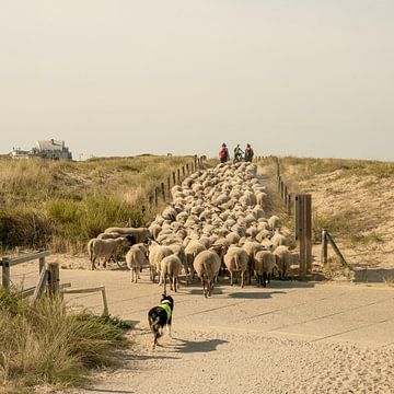 Sheep herding in the dunes. Katwijk aan Zee. 6 by Alie Ekkelenkamp