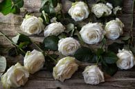 roses blanches par Claudia Moeckel Aperçu