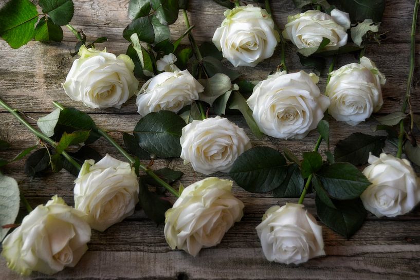 roses blanches par Claudia Moeckel