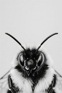 Hummel