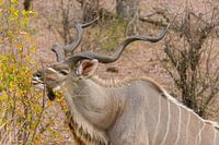 Antelope eating