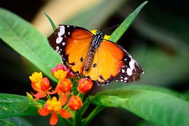 vlinder 1 by Jurgen den Uijl