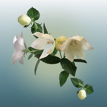 Platycodon: pure white star-shaped flowers