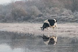 Cow at a dune lake on a cold morning by Kim de Groot