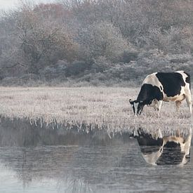 Koe bij een duinmeertje op een koude ochtend van Kim de Groot