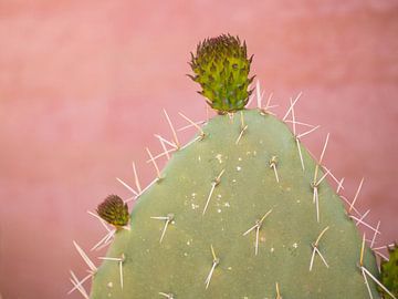 Cactus op een dakterras in Marrakesh, Marokko van Teun Janssen