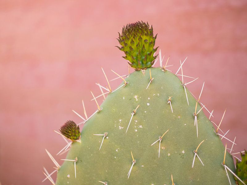 Cactus op een dakterras in Marrakesh, Marokko van Teun Janssen