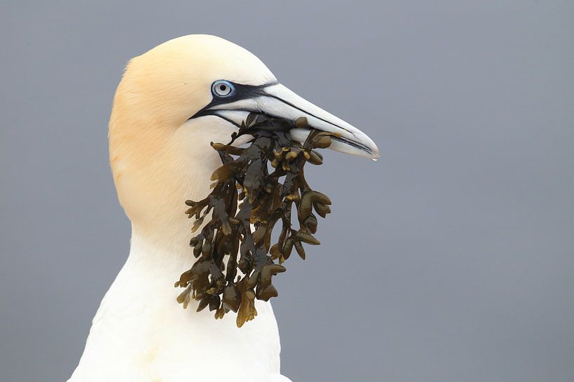 Jan-van-genten Helgoland Eiland Duitsland van Frank Fichtmüller