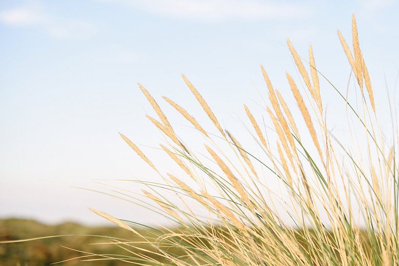 Dune grass at the beach III | Bloemendaal aan Zee | Netherlands by Mirjam Broekhof