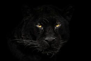 Schwarzer Panther Nahaufnahme