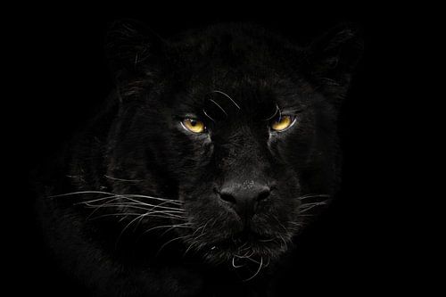Zwarte panter close up