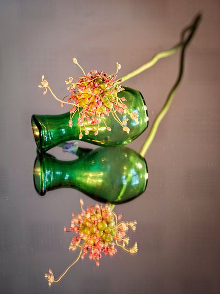 Allium by Rob Boon
