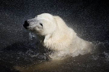 Polar bear by Berend Bosch