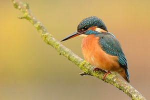 Eisvogel