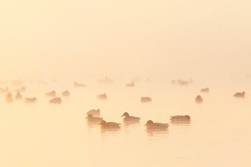 Ducks in the fog by Arjan van Duijvenboden