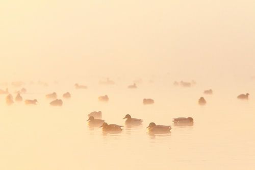 Canards dans le brouillard